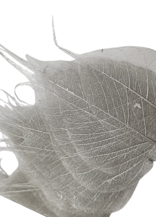 Dried Leaves (bag 10pcs)