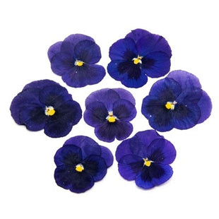 Dried flowers blue (set 20 Pcs)