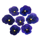 Dried flowers blue (set 20 Pcs) | Cocktail Ceremony