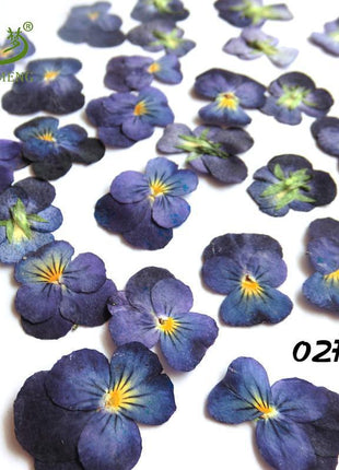 Dried flowers blue (set 20 Pcs)