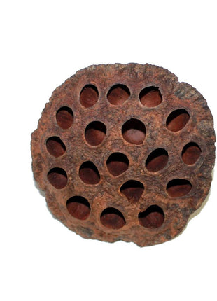Dried Lotus