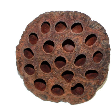 Dried Lotus