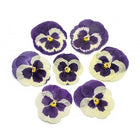 Dried flowers purple (set 20 Pcs) | Cocktail Ceremony