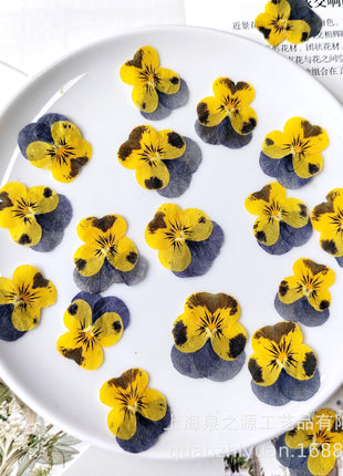 Dried flowers yellow (set 20 Pcs)