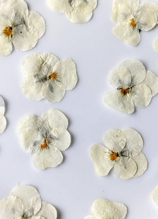 Dried flowers white (set 20 Pcs)
