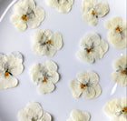 Dried flowers white (set 20 Pcs) | Cocktail Ceremony