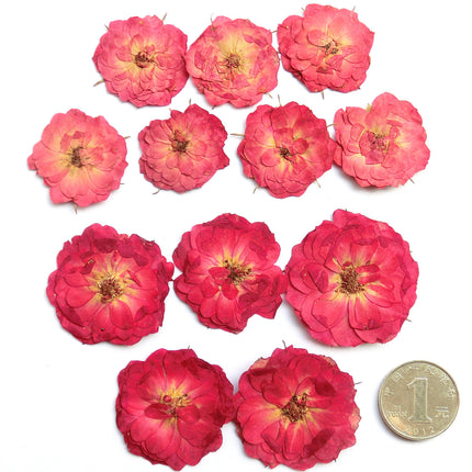 DIY Dried Flower (bag 50 Pcs)