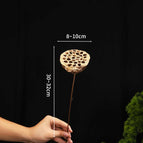 The lotus canopy