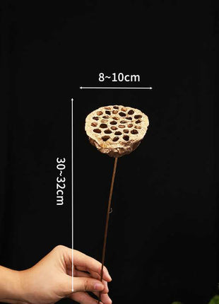 Dried Lotus