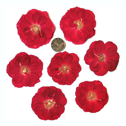 DIY Dried Flower (bag 50 Pcs)