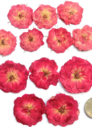 DIY Dried Flower (bag 50 Pcs) - Cocktail Ceremony