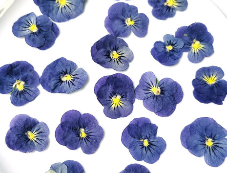 Pressed blue flowers with yellow centers on a white plate | Cocktail Ceremony