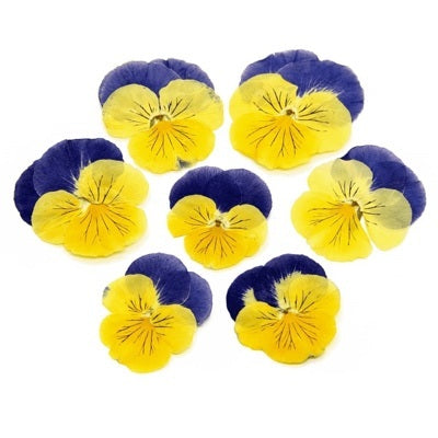 Dried flowers yellow (set 20 Pcs)