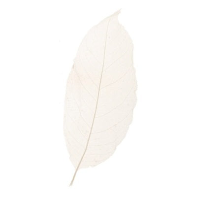 Skeleton leaves / Magnolia leaves (set 10 Pcs)