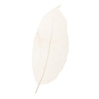 Skeleton leaves / Magnolia leaves (set 10 Pcs) | Cocktail Ceremony