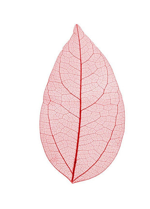 Skeleton leaves - Cocktailceremony