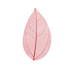 Skeleton leaves — mixed colors | Cocktail Ceremony
