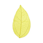 5-7 cm / Yellow
