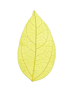 Skeleton leaves - Cocktailceremony