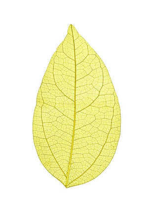 Skeleton leaves - Cocktailceremony