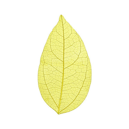 Skeleton leaves - Cocktailceremony