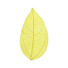Skeleton leaves, set of 100 cocktail garnish | Cocktail Ceremony