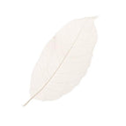 15-20 cm / White