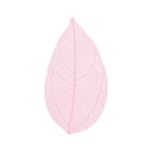 Skeleton leaves — leaf detail | Cocktail Ceremony