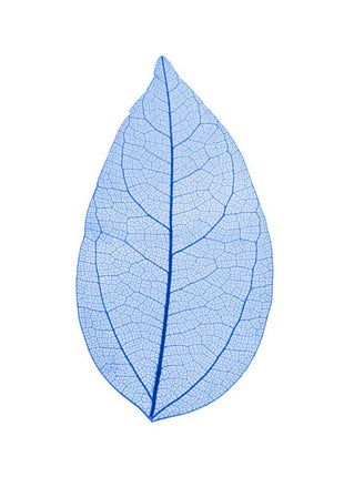 Skeleton leaves - Cocktailceremony