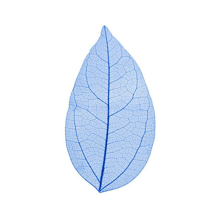 Skeleton leaves - Cocktailceremony